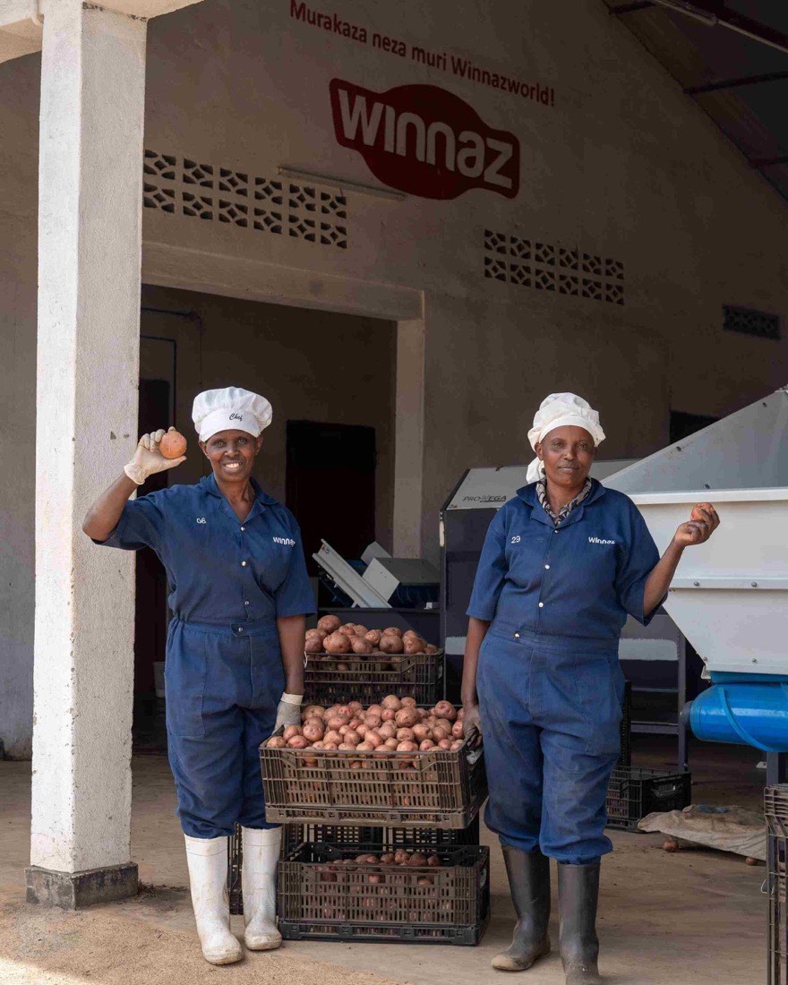 Sorting Kinigi potatoes at the Winnaz processing facility